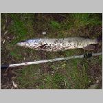 Majdalena 25.6.2008 -34.JPG